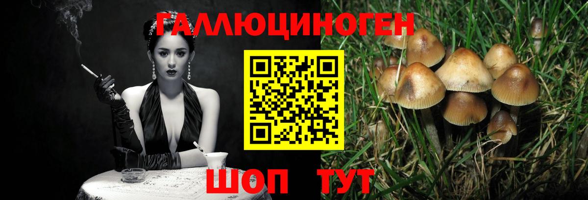Губкин  Псилоцибиновые грибы Cubensis  Вход с VPN 